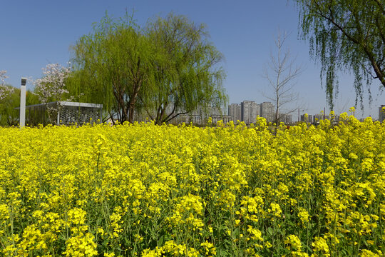 油菜花海