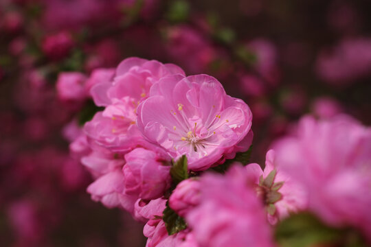 桃花