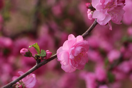 桃花