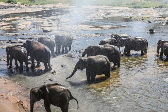 斯里兰卡品纳维拉大象孤儿院