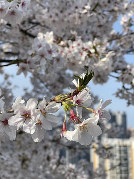 樱花特写