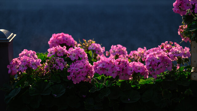 春城花路