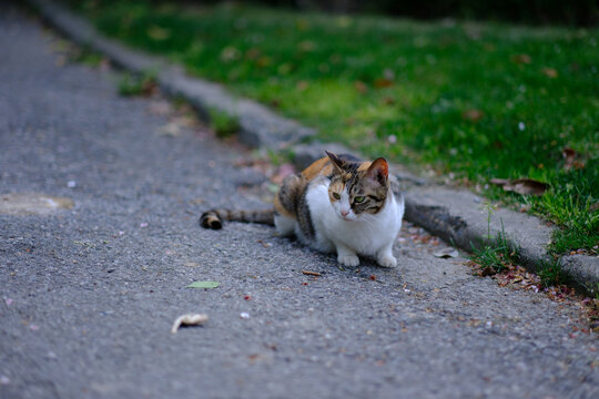 野生的猫咪