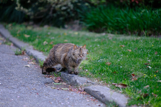 野生的猫咪