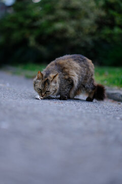 野生的猫咪