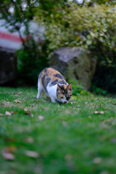 野生的猫咪