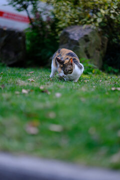 公园里的流浪猫