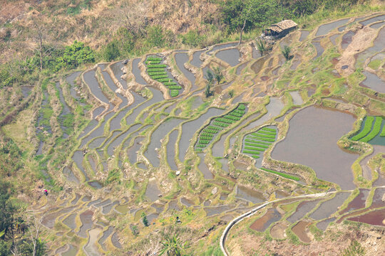 红河元阳哈尼梯田田园风光