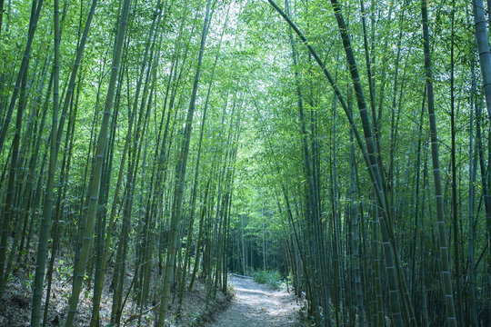 竹林小路