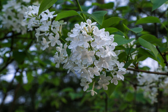 丁香花