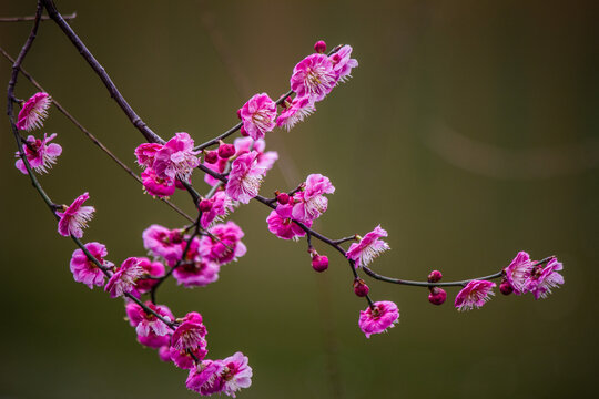 盛开的梅花