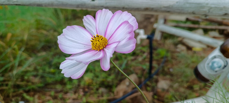 格桑花