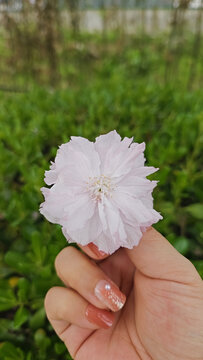 牡丹手中花绿植