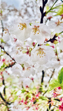 白色樱花特写雨水透明