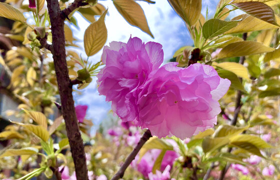 山樱花特写