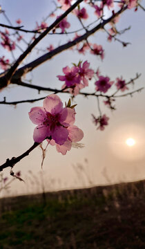 桃花夕阳