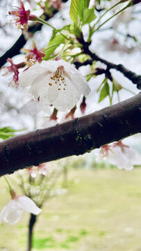 樱花雨水雨露特写