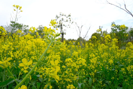 油菜花