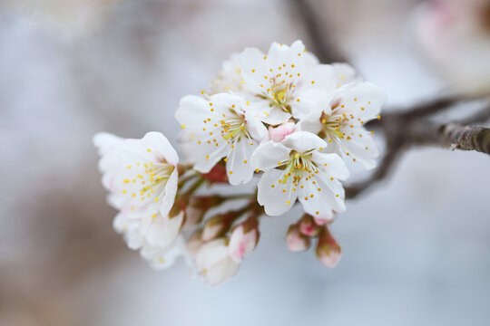 樱桃花