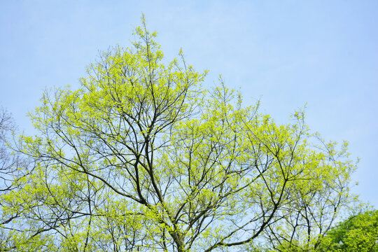 春天树枝