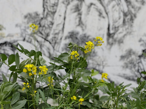 水墨山水背景油菜花