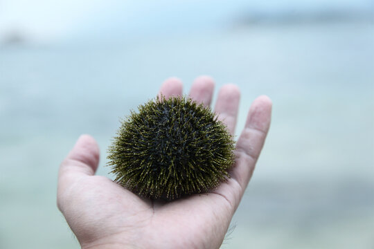 马粪海胆