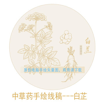 白芷線稿