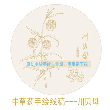 川貝母線(xiàn)稿
