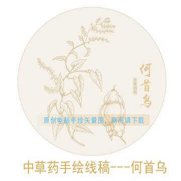 何首烏線稿