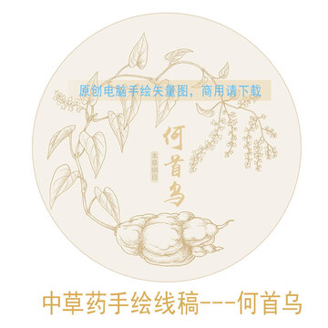 何首烏線稿