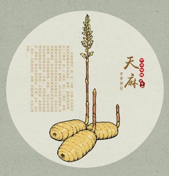 天麻插畫