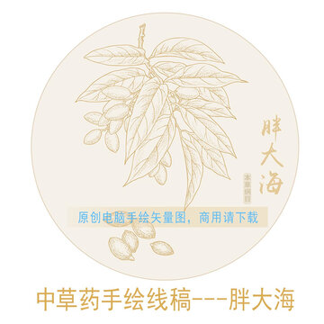 胖大海線稿
