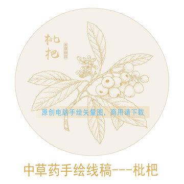 枇杷線稿
