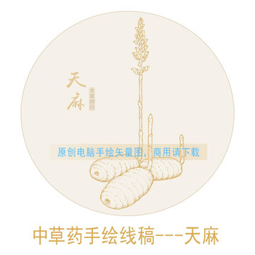 天麻線稿