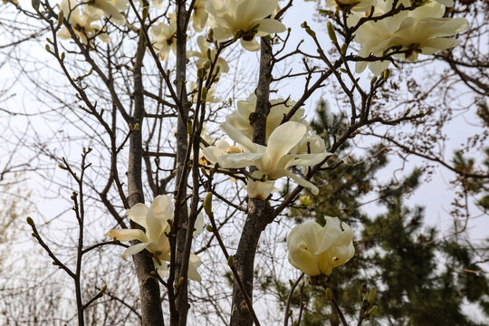 白色玉兰花