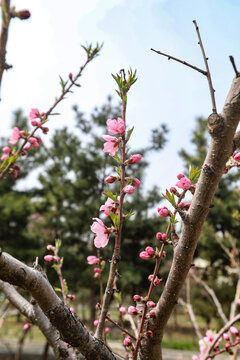 梅花