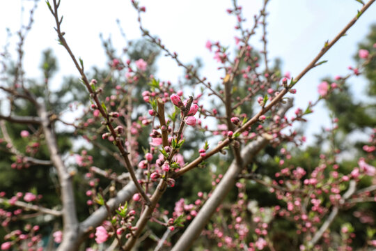 梅花花苞