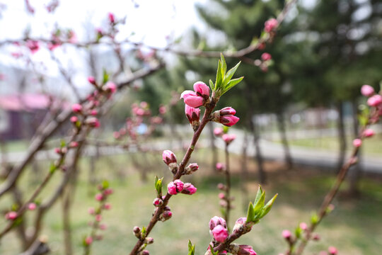 梅花花苞