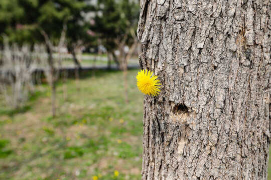 小野花