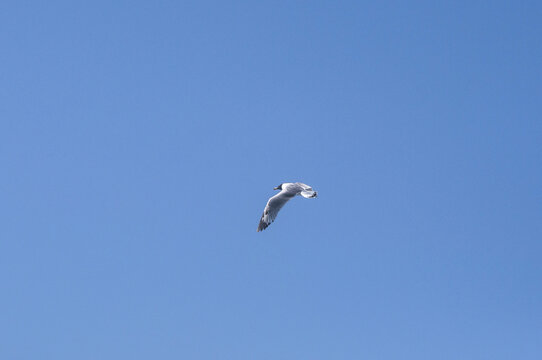 西藏天空飞翔的海鸥