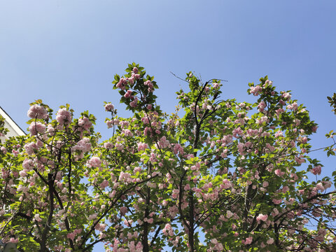 樱花蓝天背景