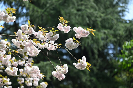 白色樱花