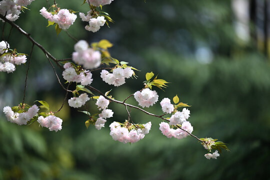 白色樱花