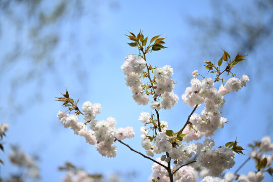 白色樱花林