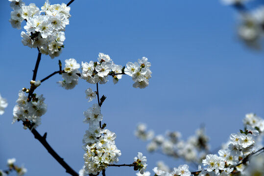 樱桃花