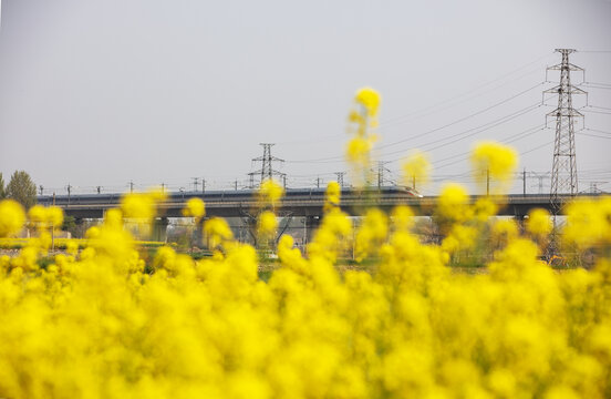 穿越花海的高铁