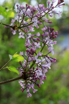 丁香花