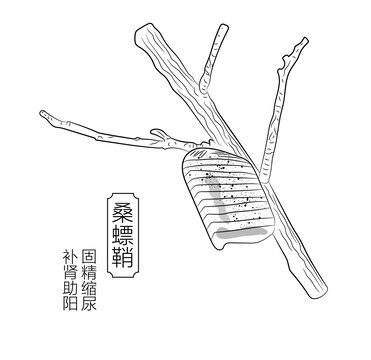 桑螵鞘線稿