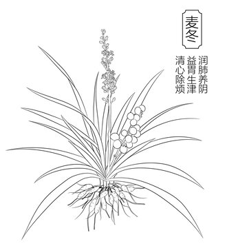 麥冬線稿