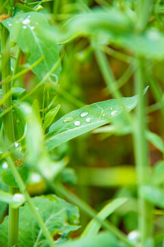 油菜